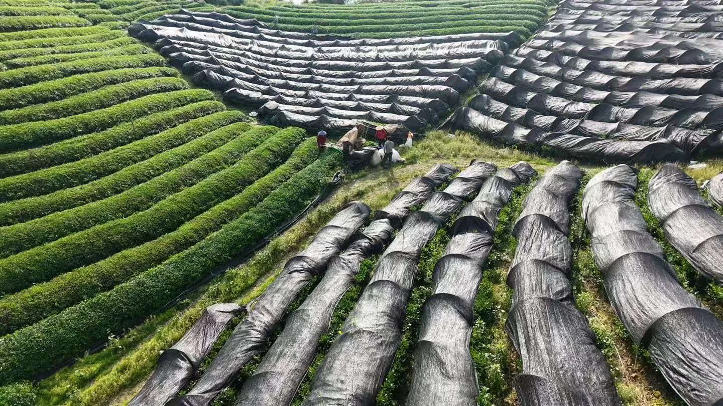 Tea garden shade canopies and picking in progress